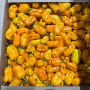 Habaneros