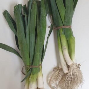 Spring Onion