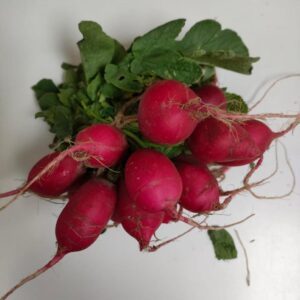 Radish