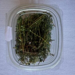Thyme